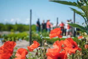 Strandpaviljoen Brouw Bouwtuin rondleiding